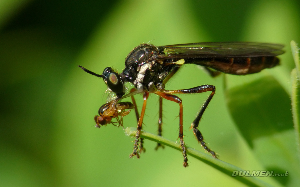 Robberfly (Dioctria hyalipennis)